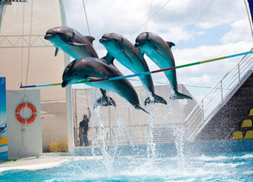 Delfinariul