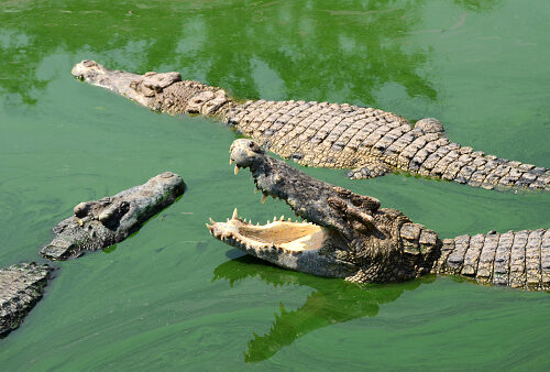 Spectacol de crocodili